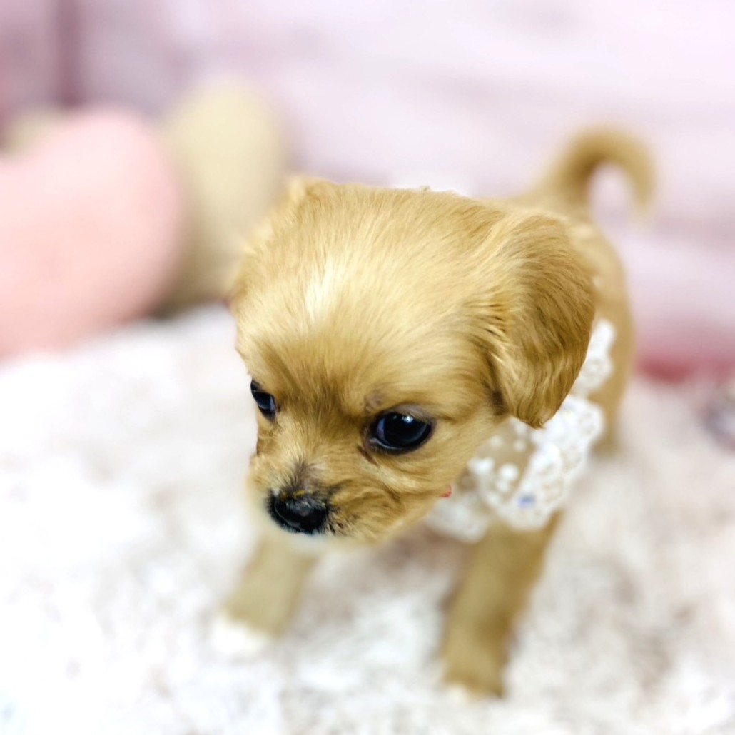 兵庫県のハーフ犬・ミックス犬 (犬の家＆猫の里川西店/2025年10月24日生まれ/女の子/クリーム)の子犬の3枚目の画像