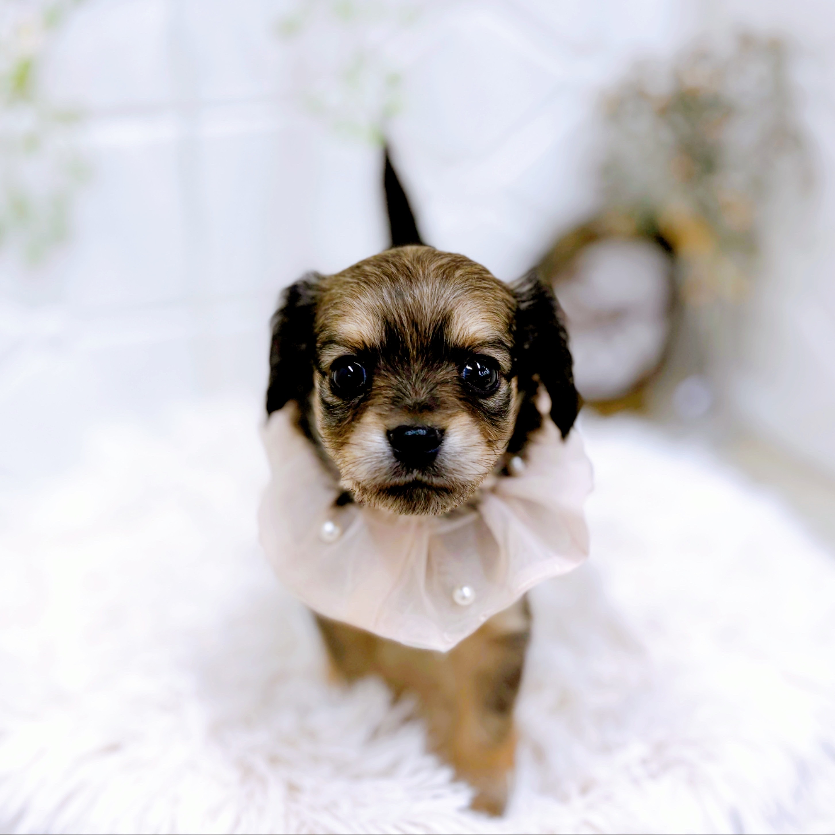 福井県のチワックス(チワワ×ダックス) (犬の家＆猫の里アミーゴ福井店/2025年10月26日生まれ/女の子/セーブルフォーン)の子犬の3枚目の画像