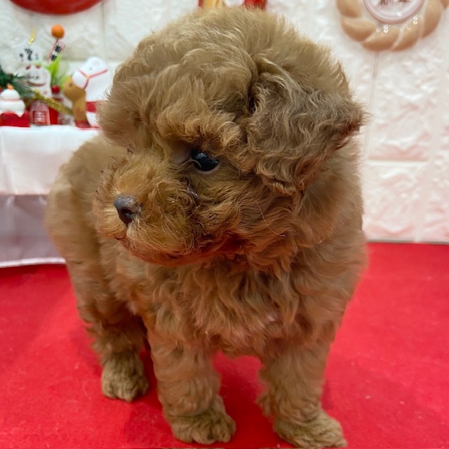 岡山県のトイプードル(タイニー) (犬の家＆猫の里倉敷店/2025年10月24日生まれ/男の子/レッドフォーン)の子犬の3枚目の画像