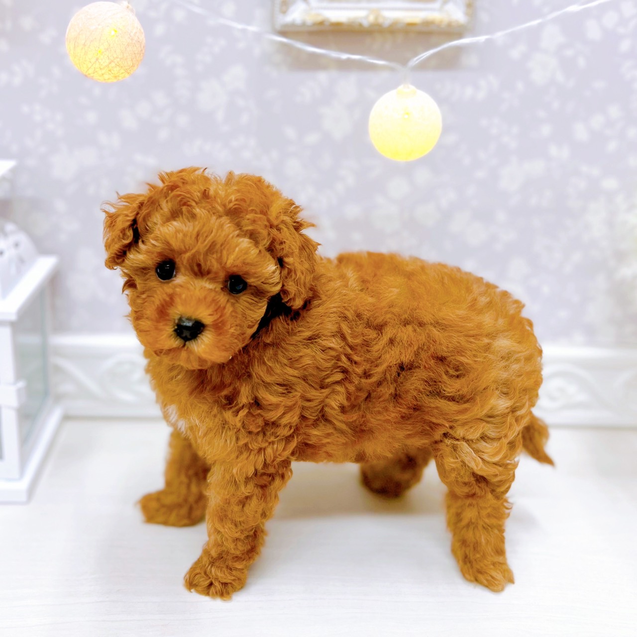 富山県のトイプードル(トイ) (犬の家＆猫の里アミーゴ山室店/2025年10月24日生まれ/女の子/レッドフォーン)の子犬の3枚目の画像