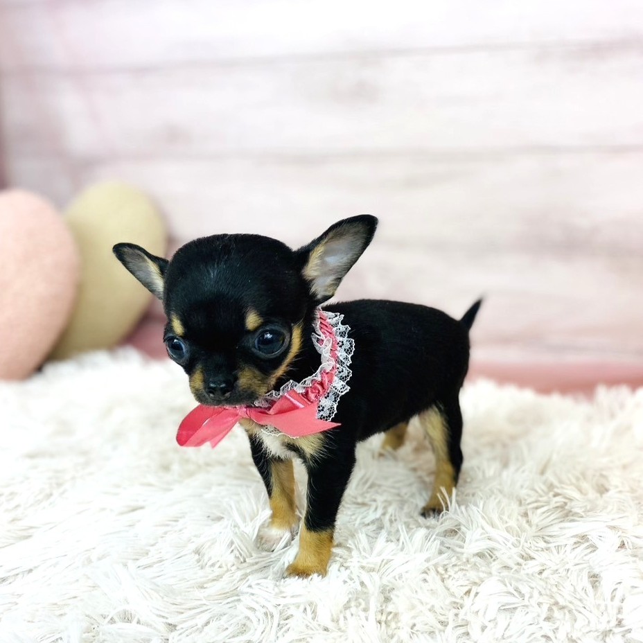 兵庫県のチワワ(スムース) (犬の家＆猫の里川西店/2025年10月24日生まれ/女の子/ブラックタンホワイト)の子犬の3枚目の画像