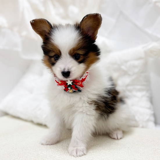 岐阜県のパピヨン (犬の家＆猫の里カラフルタウン岐阜店/2025年10月24日生まれ/男の子/ホワイトブラウン)の子犬の3枚目の画像