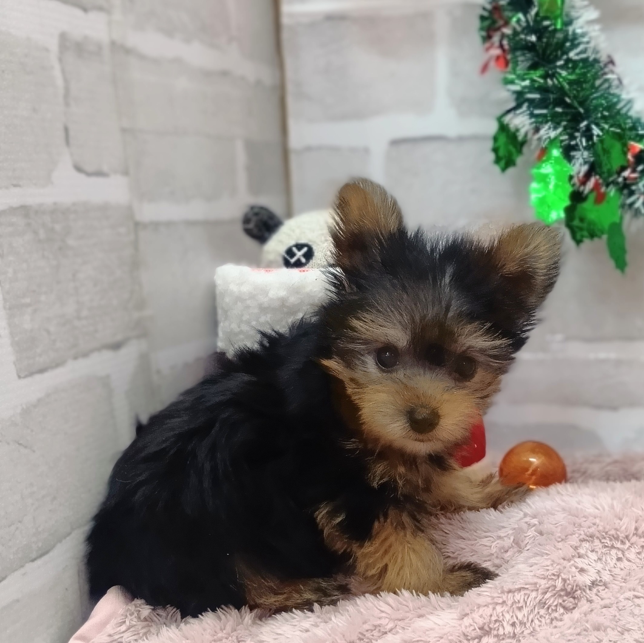 静岡県のヨークシャーテリア (犬の家＆猫の里プレ葉ウォーク浜北店/2025年10月24日生まれ/女の子/スチールブルータン)の子犬の3枚目の画像