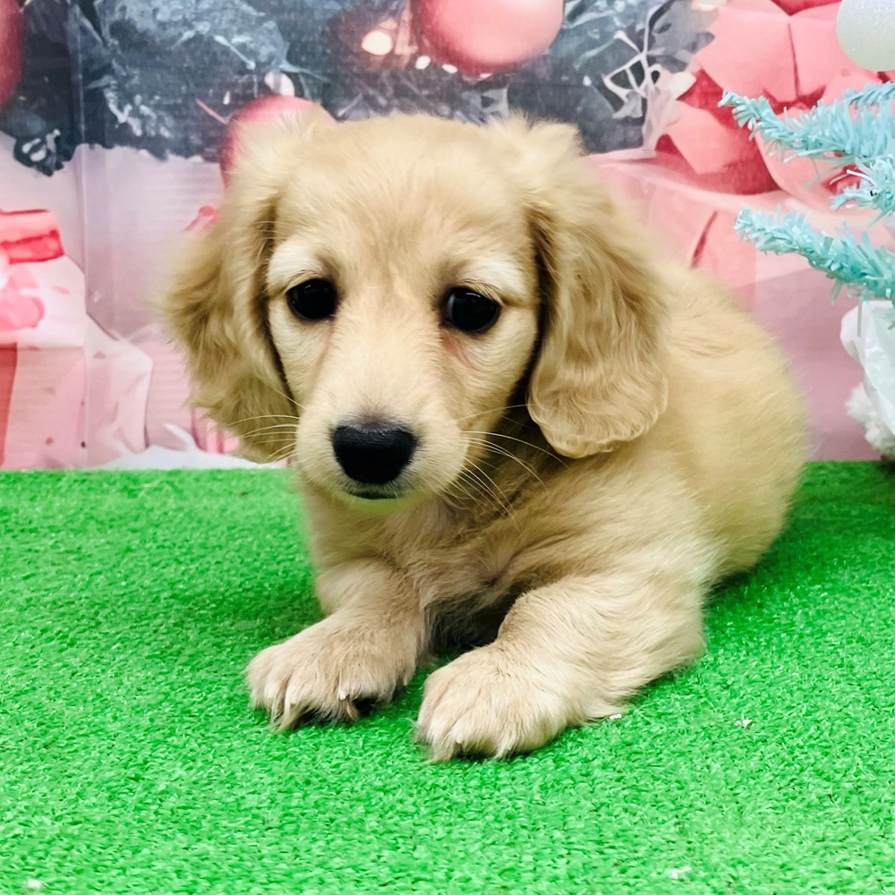 愛知県のミニチュアダックスフンド(ロング) (犬の家＆猫の里名古屋天白店/2025年10月25日生まれ/女の子/イエロー)の子犬の3枚目の画像