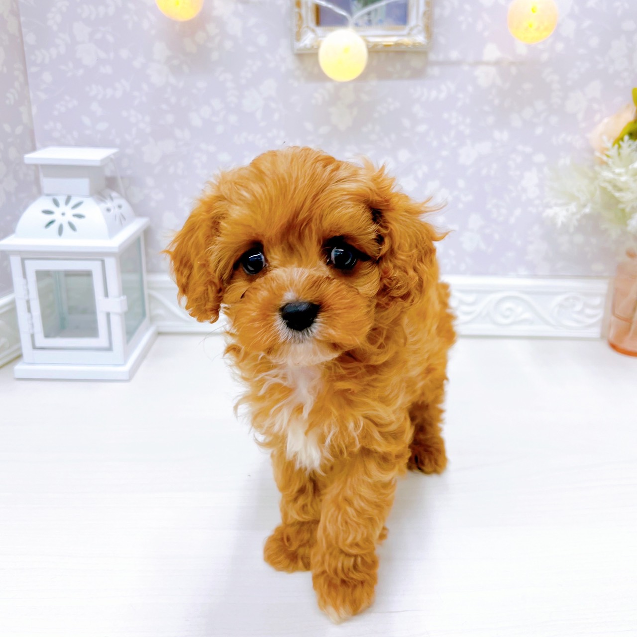 富山県のキャバプー(キャバリア×プードル) (犬の家＆猫の里アミーゴ山室店/2025年10月26日生まれ/男の子/ルビーホワイト)の子犬の3枚目の画像