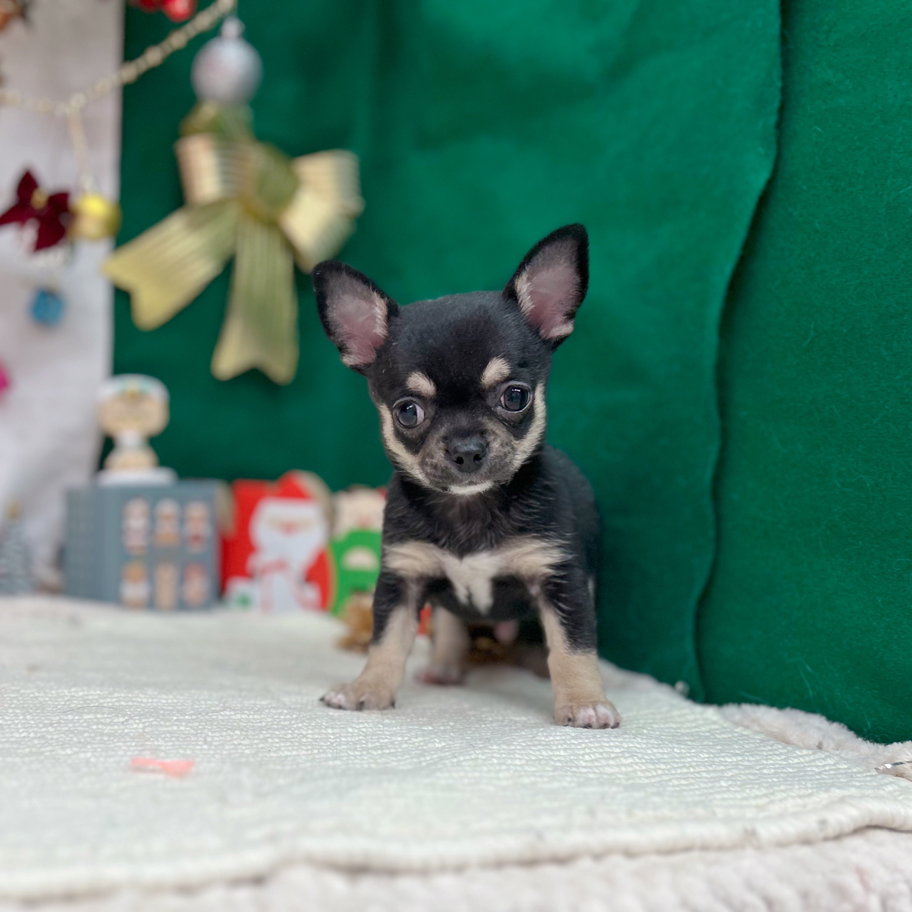 岐阜県のチワワ(スムース) (犬の家＆猫の里岐南店/2025年10月25日生まれ/男の子/ブラッククリームホワイト)の子犬の3枚目の画像
