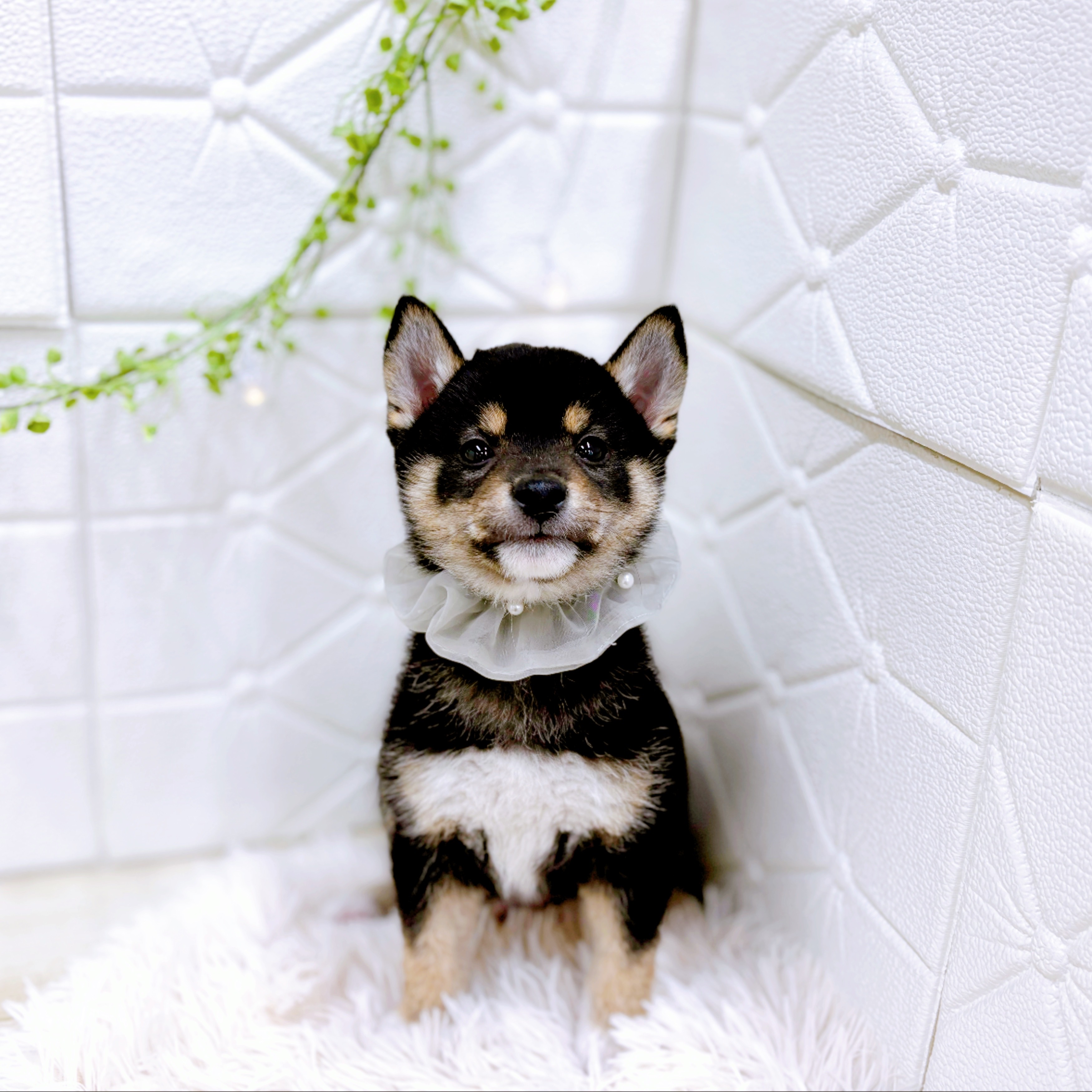 福井県の豆柴 (犬の家＆猫の里アミーゴ福井店/2025年10月24日生まれ/男の子/黒)の子犬の3枚目の画像