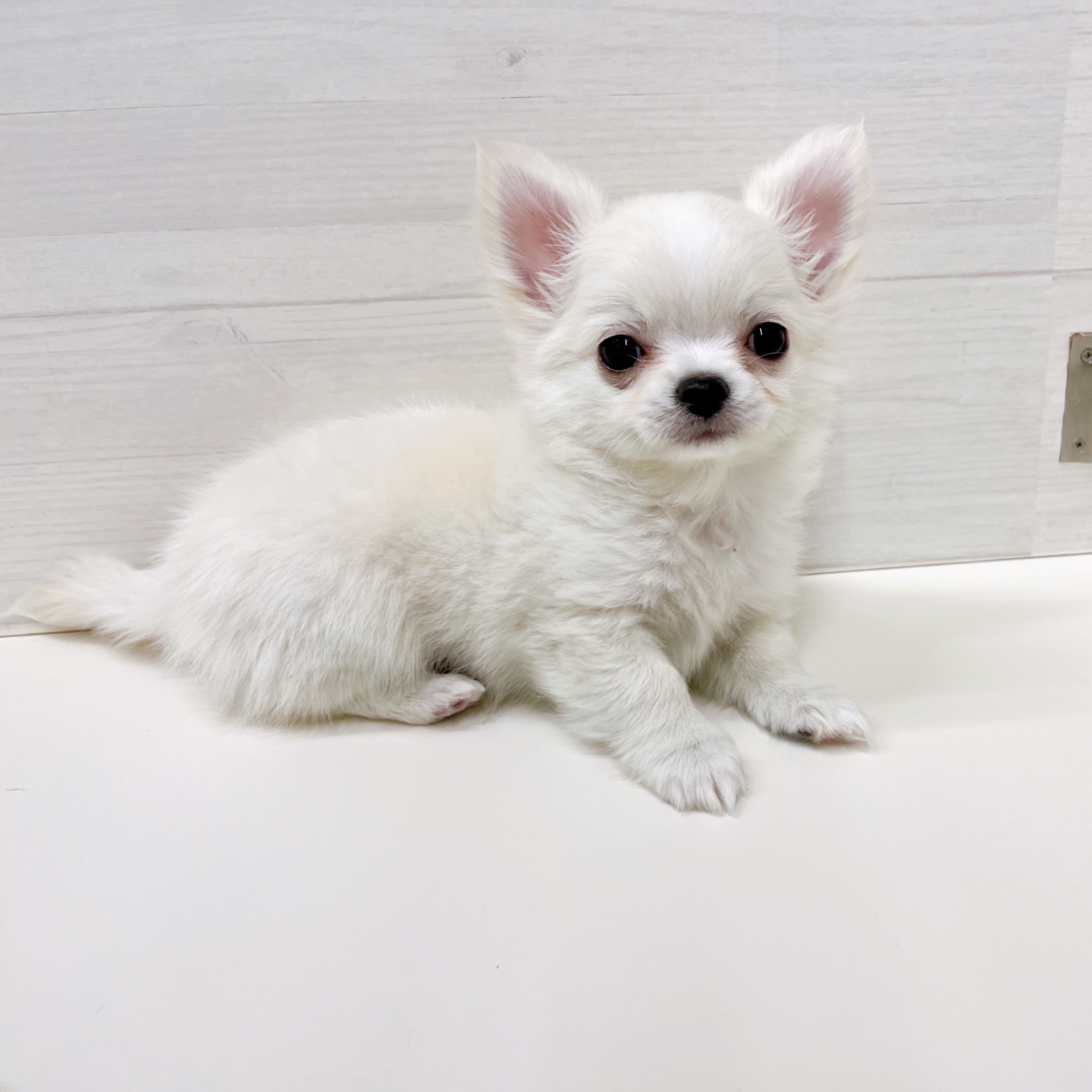 石川県のチワワ(ロング) (犬の家＆猫の里アミーゴ金沢おこばた店/2025年10月20日生まれ/男の子/クリームホワイト)の子犬の3枚目の画像