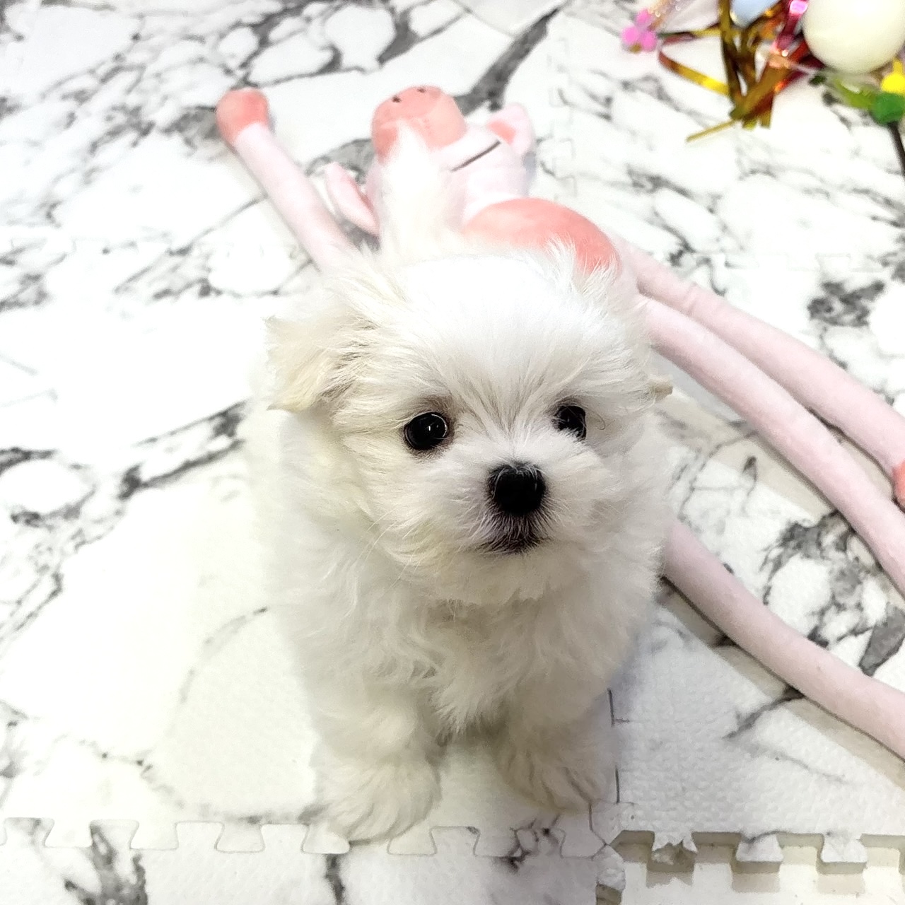 愛知県のマルチーズ (犬の家＆猫の里岡崎店/2025年10月19日生まれ/男の子/ホワイト)の子犬の3枚目の画像