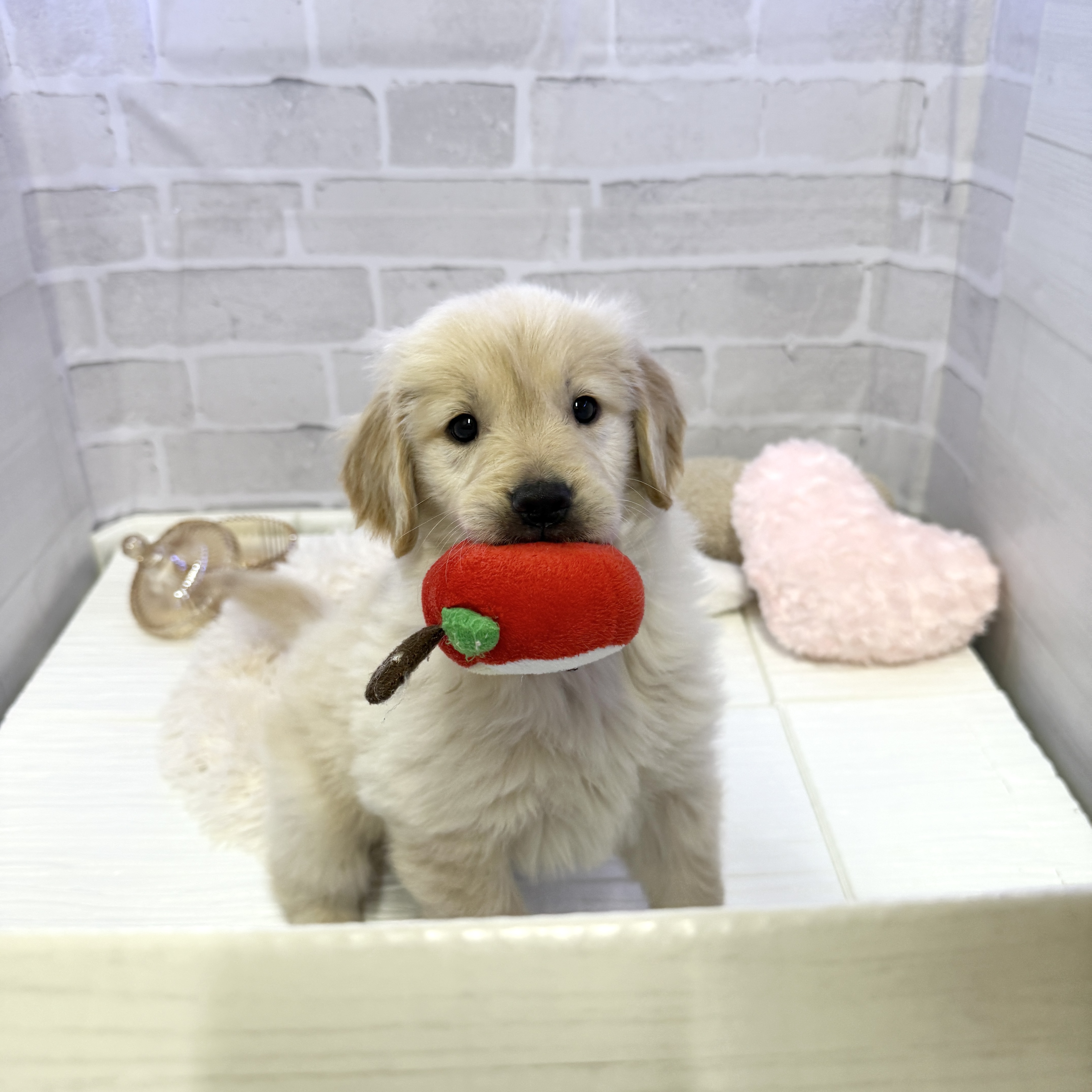 愛知県のゴールデンレトリバー (犬の家＆猫の里岡崎店/2025年10月27日生まれ/女の子/ゴールデン)の子犬の3枚目の画像