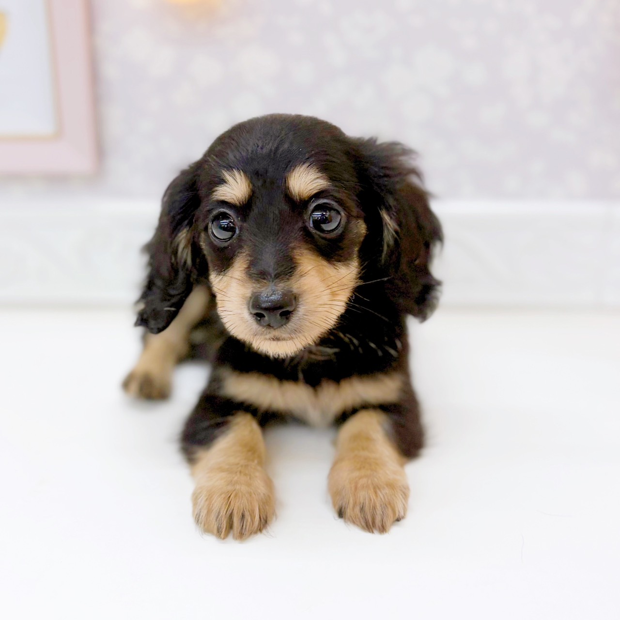 富山県のカニンヘンダックスフンド(ロング) (犬の家＆猫の里富山店/2025年10月17日生まれ/女の子/ブラックイエロー)の子犬の3枚目の画像