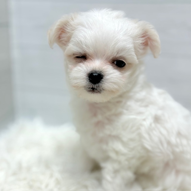 愛知県のチワマル/マルチワ(チワワ×マルチーズ) (犬の家＆猫の里豊田店/2025年10月26日生まれ/男の子/ホワイトクリーム)の子犬の3枚目の画像