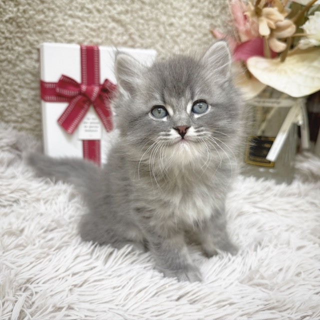 静岡県のサイベリアン (犬の家＆猫の里藤枝店/2025年10月27日生まれ/男の子/ブルータビー)の子猫の3枚目の画像