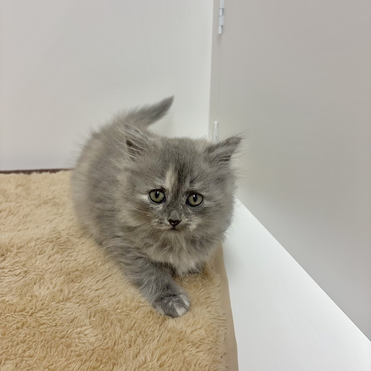 神奈川県のサイベリアン (犬の家＆猫の里相模原店/2025年10月27日生まれ/女の子/ブルークリーム)の子猫の3枚目の画像