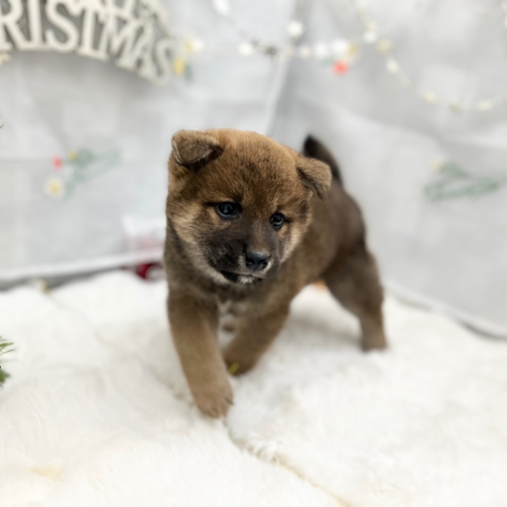 静岡県の柴犬(標準サイズ) (犬の家＆猫の里MEGAドン・キホーテ袋井店/2025年10月27日生まれ/男の子/赤)の子犬の3枚目の画像