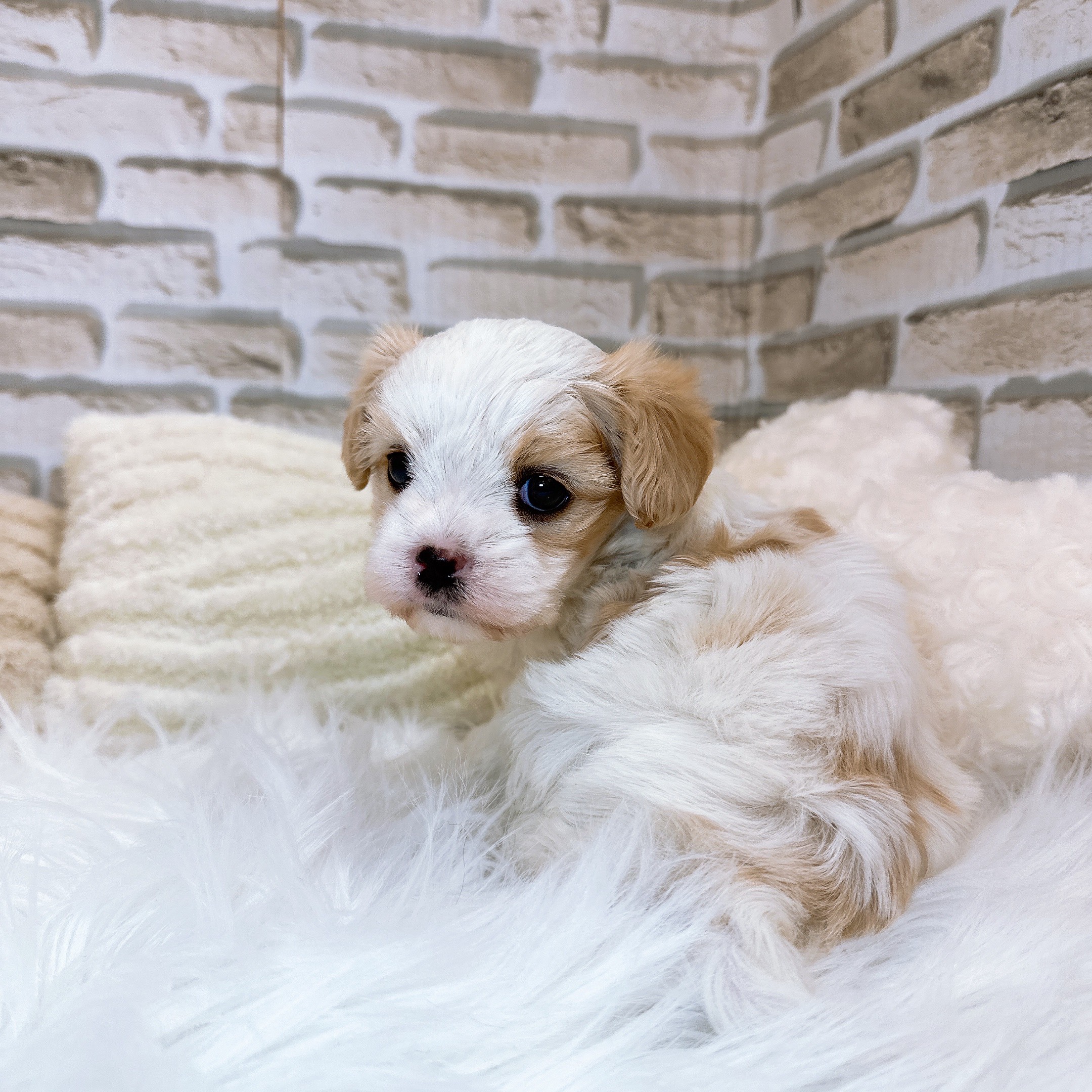 神奈川県のマルキャバ/キャバチーズ(マルチーズ×キャバリア) (犬の家＆猫の里モザイクモール港北店/2025年10月25日生まれ/女の子/ホワイトフォーン)の子犬の3枚目の画像