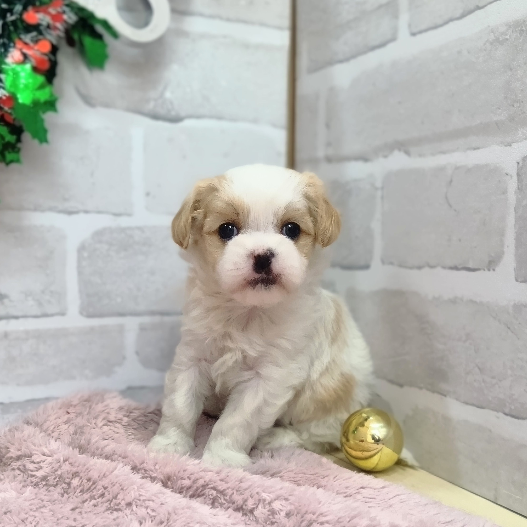 静岡県のマルキャバ/キャバチーズ(マルチーズ×キャバリア) (犬の家＆猫の里プレ葉ウォーク浜北店/2025年10月25日生まれ/女の子/ホワイトフォーン)の子犬の1枚目の画像
