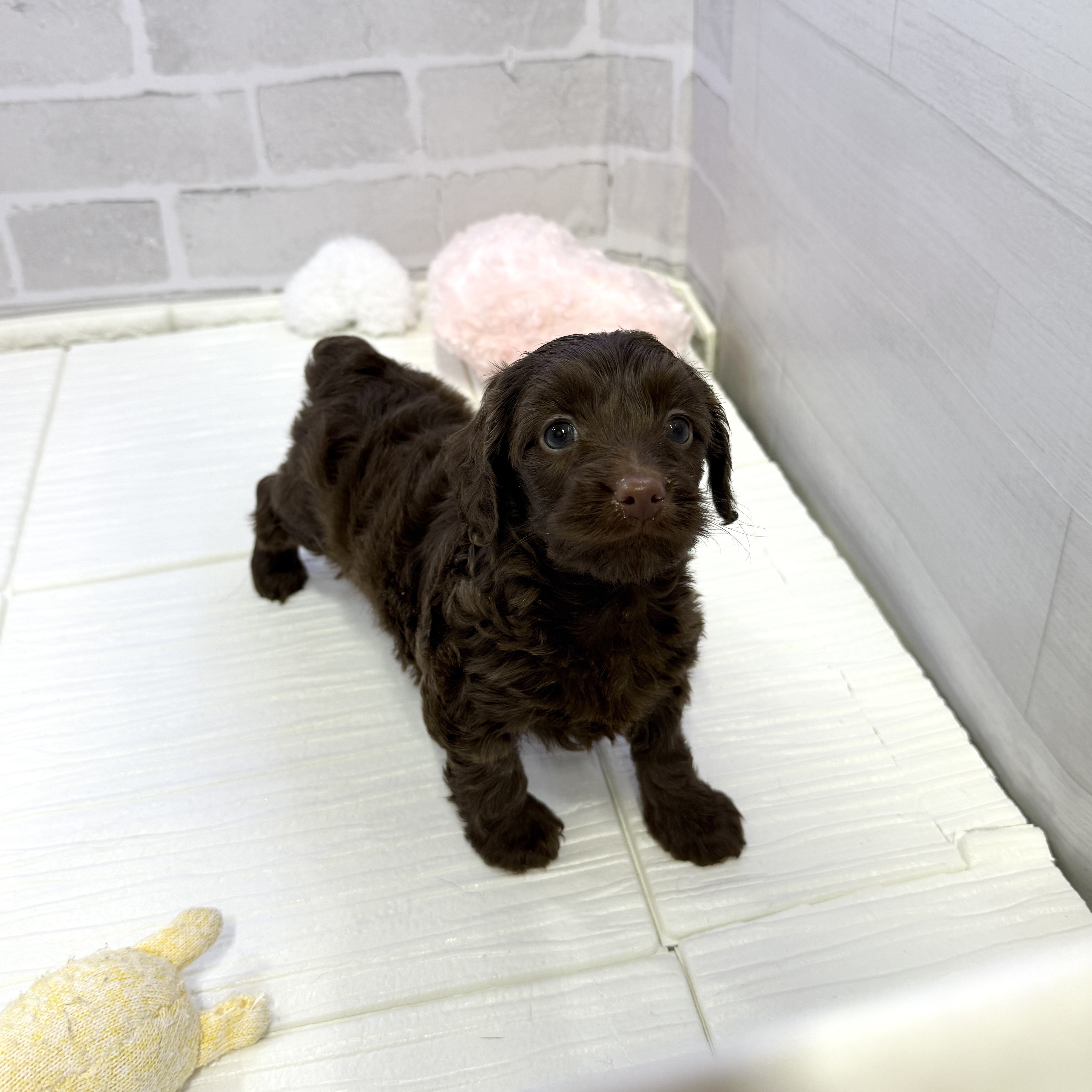 愛知県のダップー(ダックス×プードル) (犬の家＆猫の里岡崎店/2025年10月28日生まれ/女の子/ブラウン)の子犬の3枚目の画像