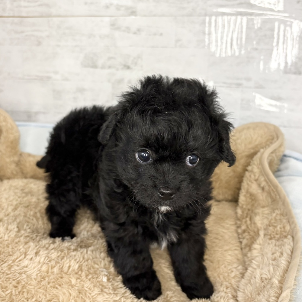 長野県のチワプー/プーチー(チワワ×プードル) (犬の家＆猫の里塩尻店/2025年10月24日生まれ/男の子/ブラックホワイト)の子犬の3枚目の画像