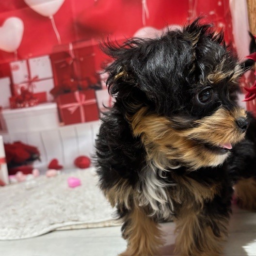 福岡県のチワプー/プーチー(チワワ×プードル) (犬の家＆猫の里トリアス久山店/2025年10月24日生まれ/女の子/ブラックタンホワイト)の子犬の3枚目の画像