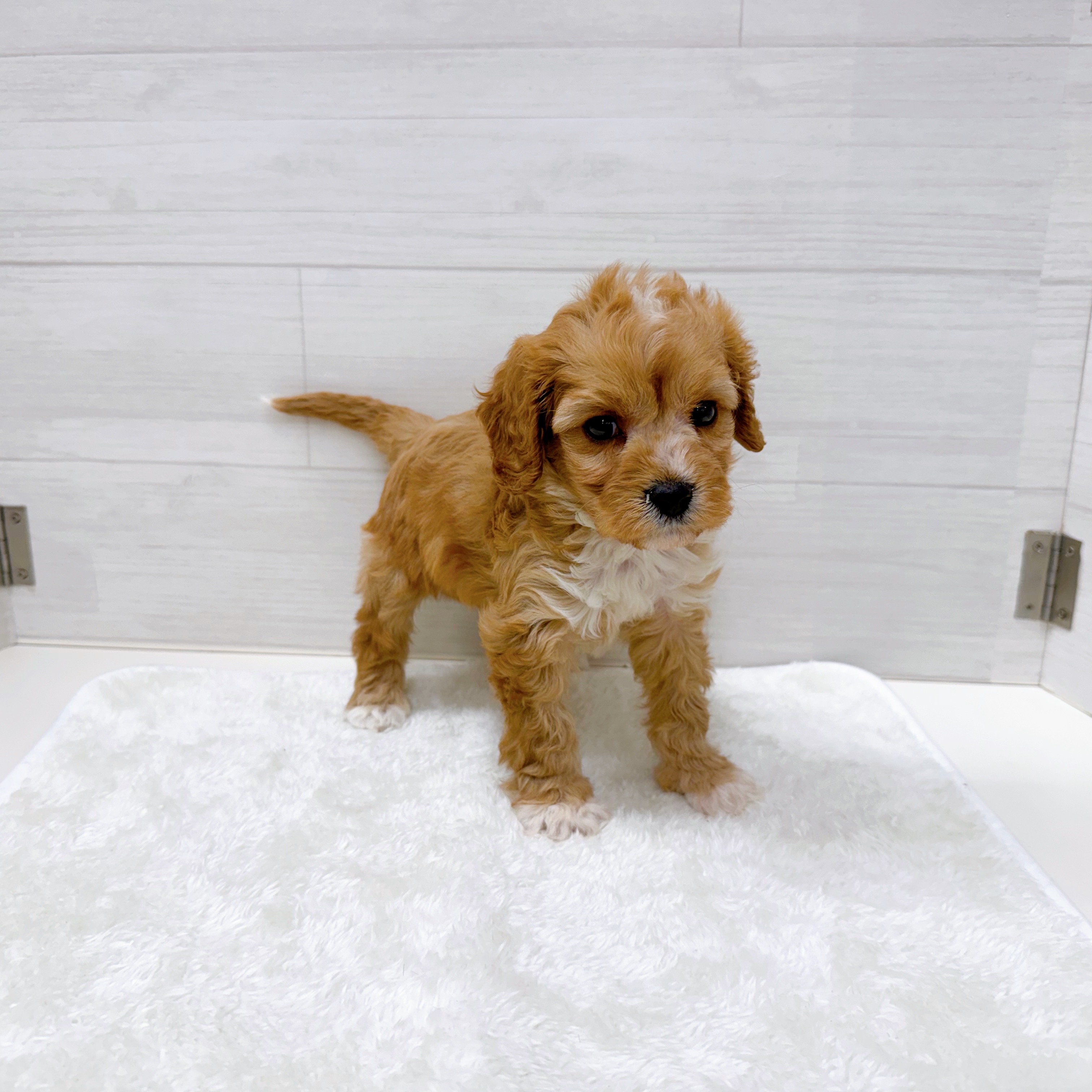 石川県のキャバプー(キャバリア×プードル) (犬の家＆猫の里アミーゴ金沢おこばた店/2025年10月27日生まれ/男の子/レッドホワイト)の子犬の3枚目の画像