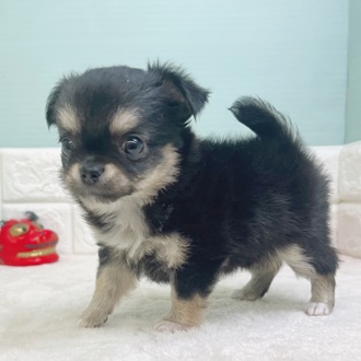 静岡県のチワワ(ロング) (犬の家＆猫の里マークイズ静岡店/2025年10月27日生まれ/女の子/ブラックタンホワイト)の子犬の3枚目の画像