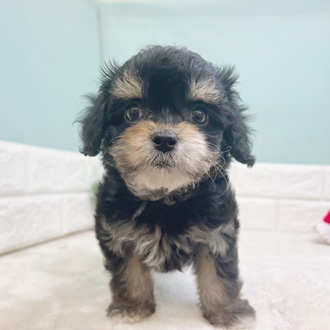 静岡県のチワプー/プーチー(チワワ×プードル) (犬の家＆猫の里マークイズ静岡店/2025年10月24日生まれ/女の子/ブラックタンホワイト)の子犬の3枚目の画像