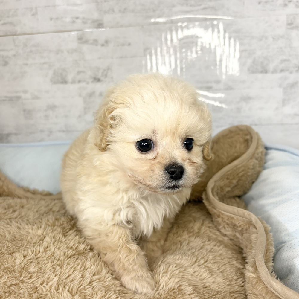 長野県のペキプー(ペキニーズ×プードル) (犬の家＆猫の里塩尻店/2025年10月28日生まれ/男の子/クリーム)の子犬の3枚目の画像