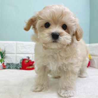 静岡県のマルプー(マルチーズ×プードル) (犬の家＆猫の里マークイズ静岡店/2025年10月25日生まれ/男の子/アプリコット)の子犬の3枚目の画像