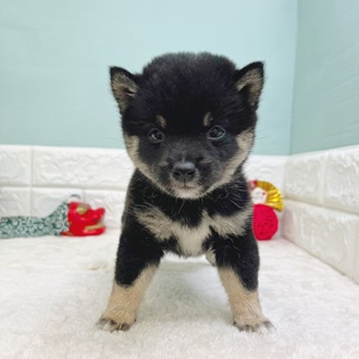 静岡県の豆柴 (犬の家＆猫の里マークイズ静岡店/2025年10月27日生まれ/男の子/黒)の子犬の3枚目の画像