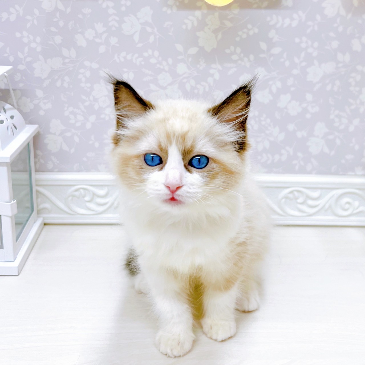 猫子猫山 Kitten alone in the mountains②] The kitten was alone in the