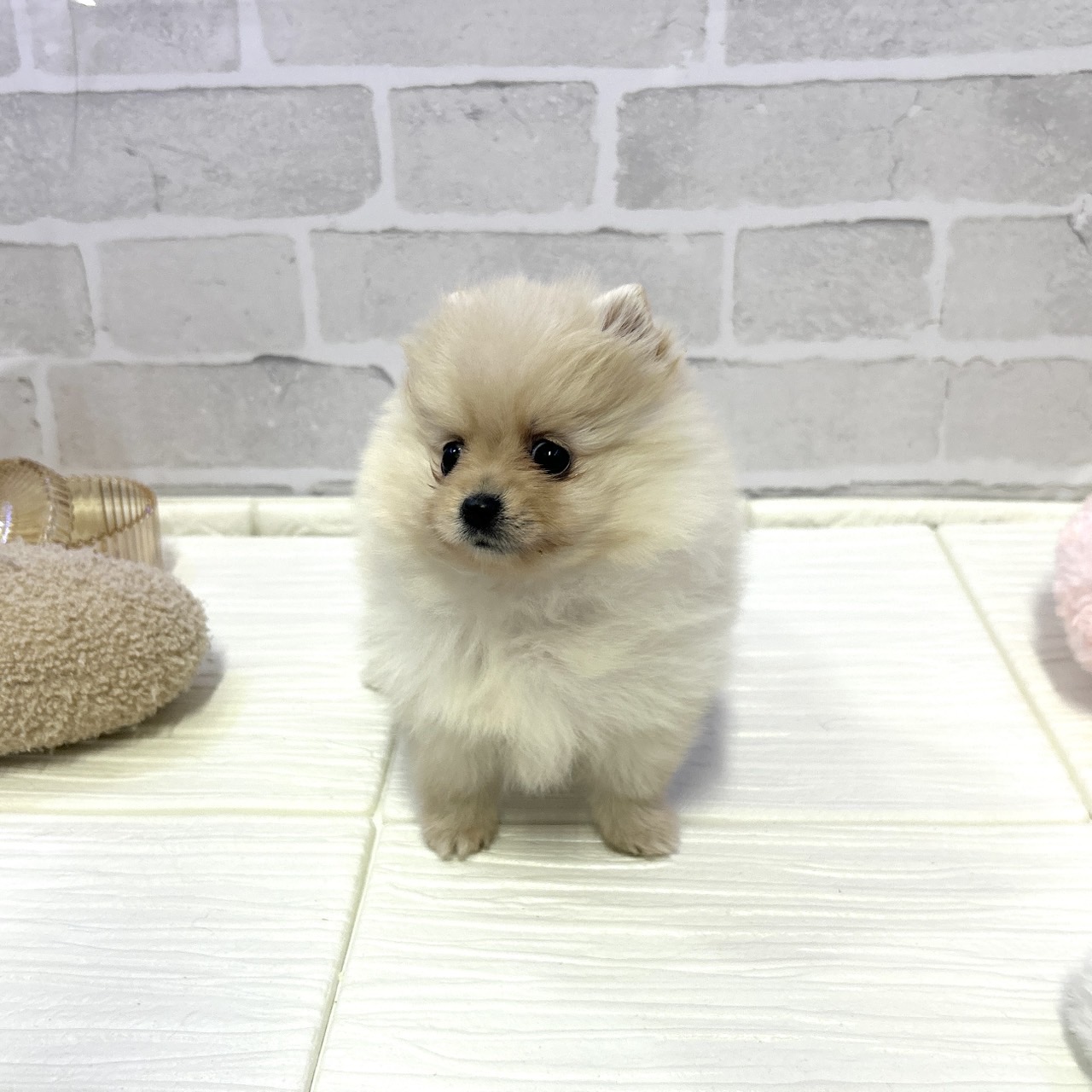 愛知県のポメラニアン (犬の家＆猫の里岡崎店/2025年10月27日生まれ/女の子/クリーム)の子犬の3枚目の画像