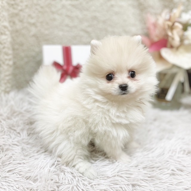 静岡県のポメラニアン (犬の家＆猫の里藤枝店/2025年10月27日生まれ/男の子/クリーム)の子犬の3枚目の画像