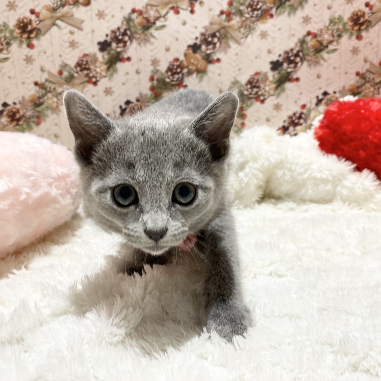 長野県のロシアンブルー (犬の家＆猫の里カインズ梓川店/2025年10月28日生まれ/女の子/ブルー)の子猫の3枚目の画像