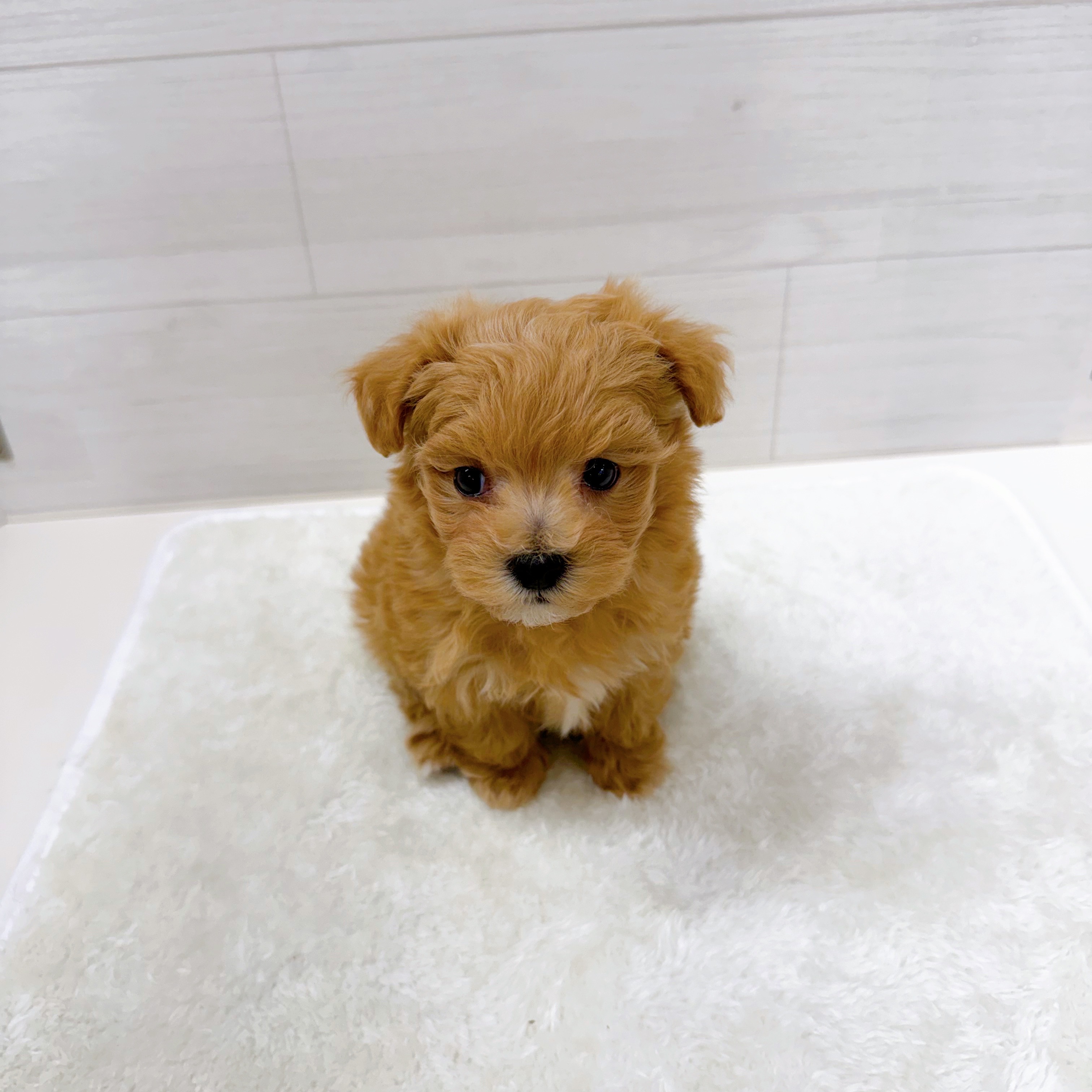 石川県のマルプー(マルチーズ×プードル) (犬の家＆猫の里アミーゴ金沢おこばた店/2025年10月28日生まれ/男の子/アプリコット)の子犬の3枚目の画像