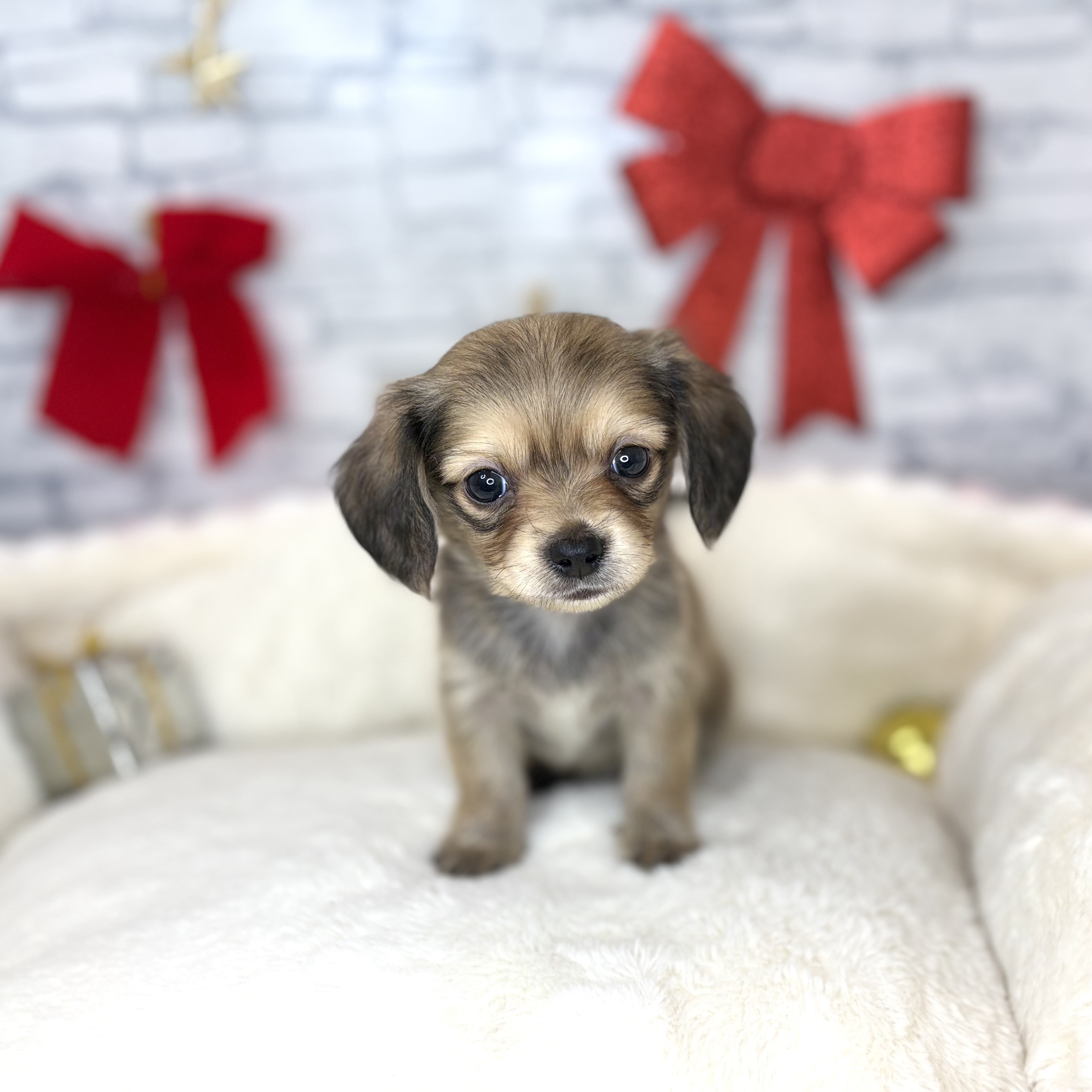 長野県のチワックス(チワワ×ダックス) (犬の家＆猫の里長野店/2025年10月28日生まれ/男の子/レッド)の子犬の3枚目の画像