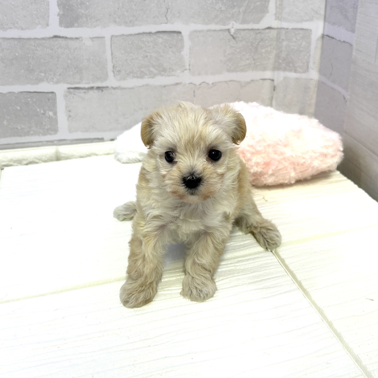 愛知県のマルプー(マルチーズ×プードル) (犬の家＆猫の里岡崎店/2025年10月27日生まれ/女の子/アプリコット)の子犬の1枚目の画像