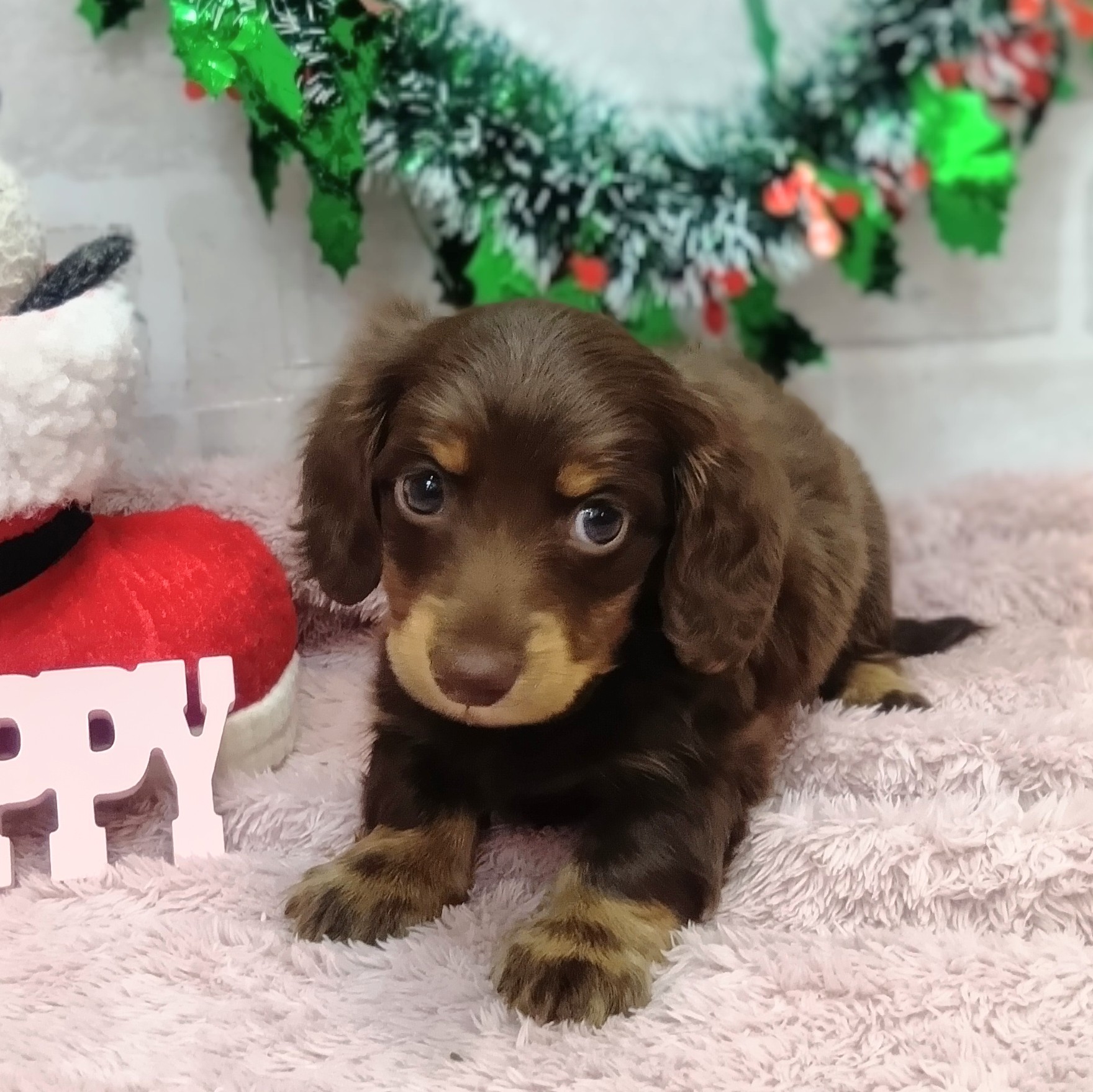 静岡県のミニチュアダックスフンド(ロング) (犬の家＆猫の里プレ葉ウォーク浜北店/2025年10月27日生まれ/男の子/チョコレートタン)の子犬の3枚目の画像