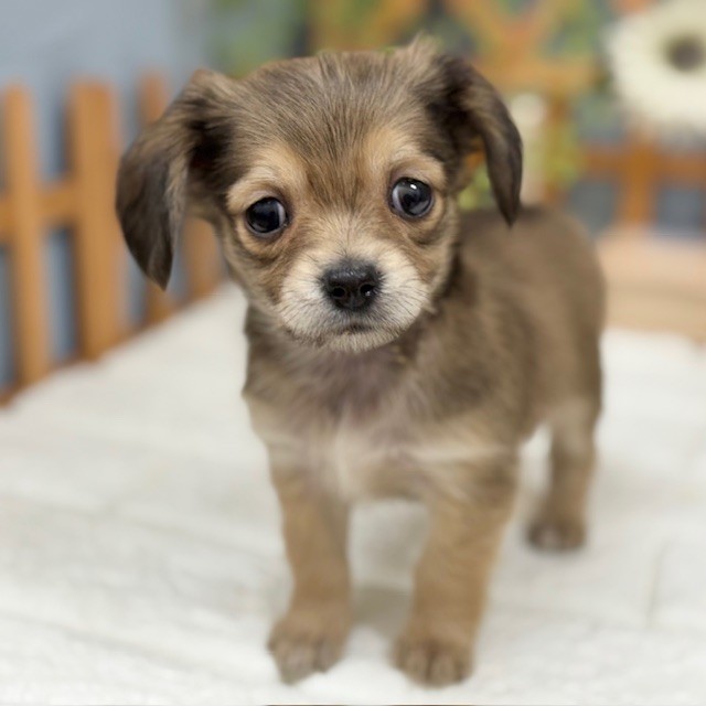 千葉県のチワックス(チワワ×ダックス) (犬の家＆猫の里ワンズモール稲毛店/2025年10月28日生まれ/女の子/レッド)の子犬の3枚目の画像