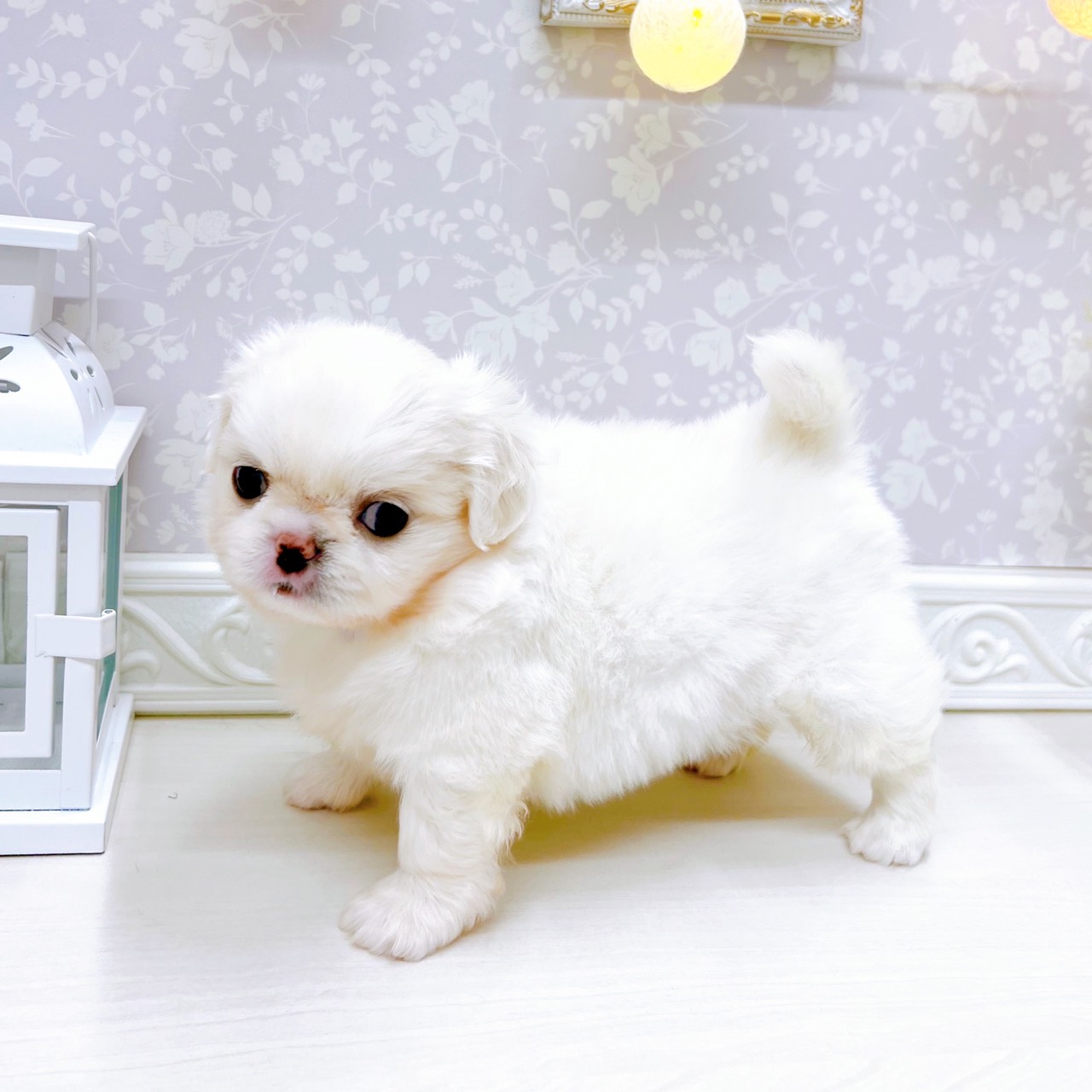 富山県のチワペキ/ペキチー/ペキチワ(チワワ×ペキニーズ) (犬の家＆猫の里アミーゴ山室店/2025年10月26日生まれ/男の子/ホワイト)の子犬の3枚目の画像