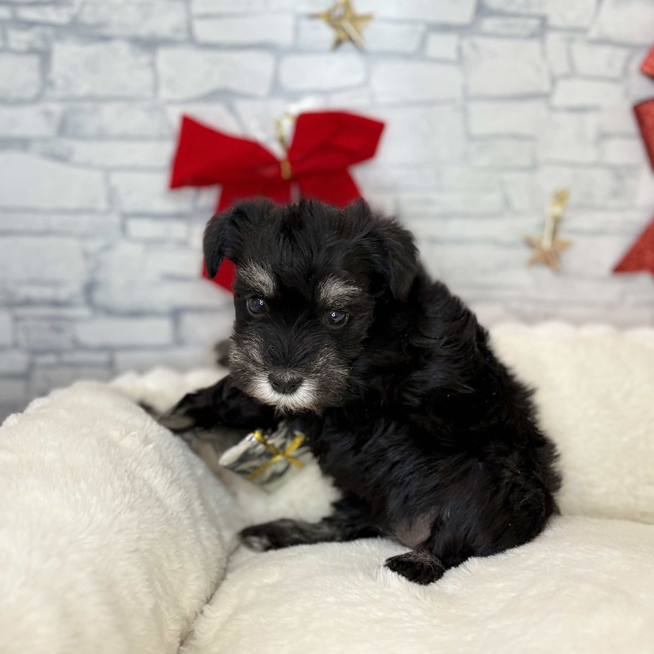 長野県のミニチュアシュナウザー (犬の家＆猫の里長野店/2025年10月27日生まれ/女の子/ブラックシルバー)の子犬の3枚目の画像