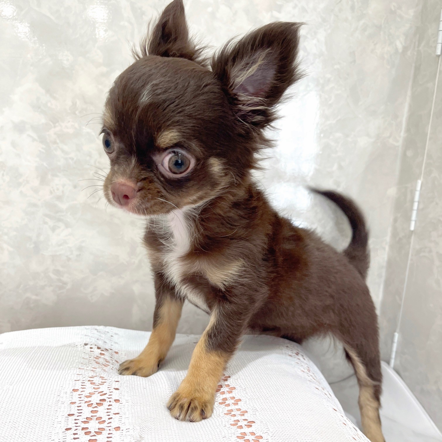 福岡県のチワワ(ロング) (犬の家＆猫の里くりえいと宗像店/2025年10月26日生まれ/女の子/チョコレートタンホワイト)の子犬の1枚目の画像