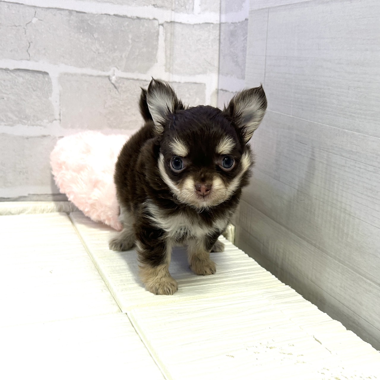 愛知県のチワワ(ロング) (犬の家＆猫の里岡崎店/2025年10月27日生まれ/男の子/チョコレートタンホワイト)の子犬の3枚目の画像