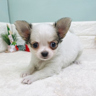 静岡県のチワワ(ロング) (犬の家＆猫の里マークイズ静岡店/2025年10月26日生まれ/男の子/パーティーカラー)の子犬の1枚目の画像