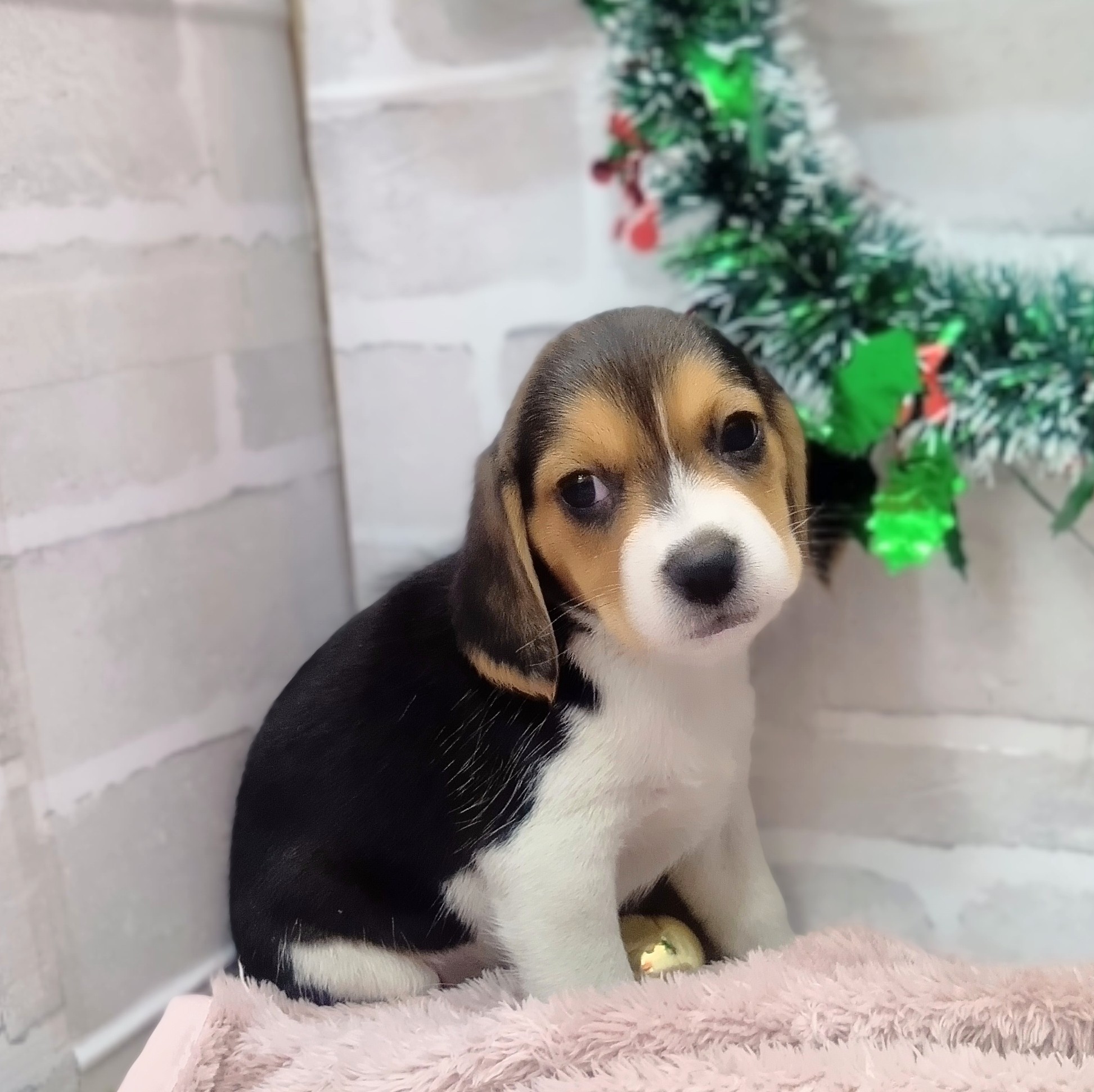 静岡県のビーグル (犬の家＆猫の里プレ葉ウォーク浜北店/2025年10月25日生まれ/女の子/ブラックタンホワイト)の子犬の3枚目の画像