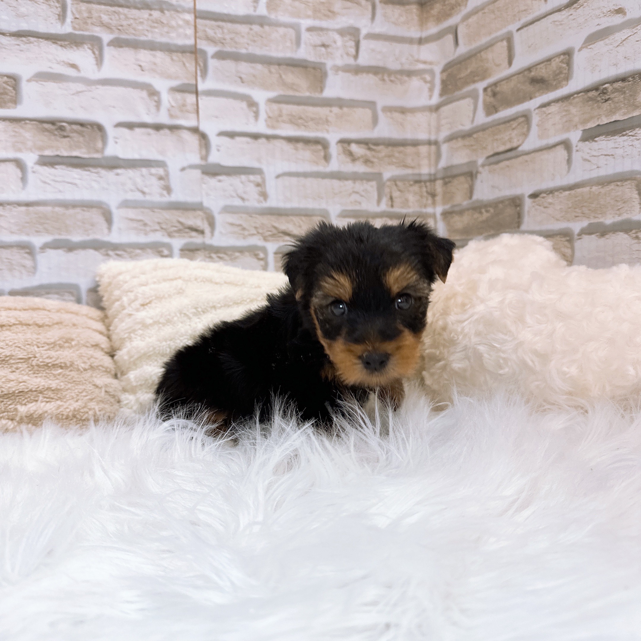 神奈川県のヨークシャーテリア (犬の家＆猫の里モザイクモール港北店/2025年10月27日生まれ/女の子/スチールブルータン)の子犬の1枚目の画像