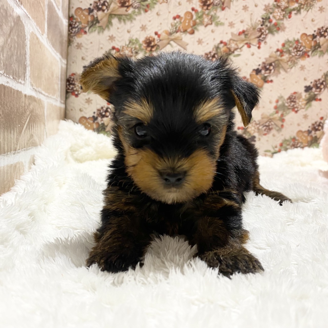 長野県のヨークシャーテリア (犬の家＆猫の里カインズ梓川店/2025年10月25日生まれ/男の子/スチールブルータン)の子犬の3枚目の画像