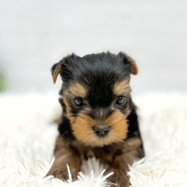 愛知県のヨークシャーテリア (犬の家＆猫の里豊田店/2025年10月25日生まれ/男の子/スチールブルータン)の子犬の3枚目の画像