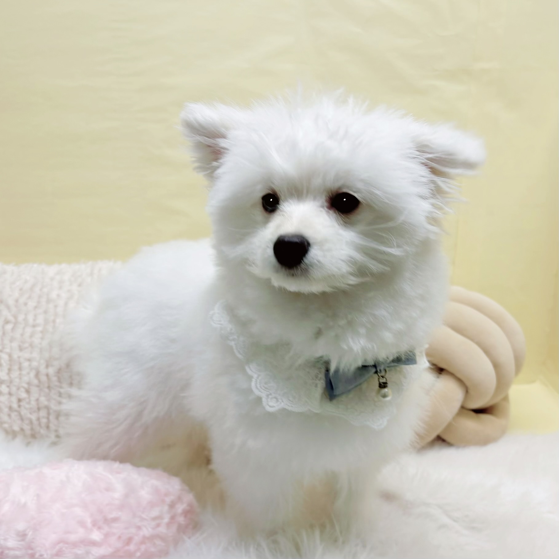 神奈川県のポメプー(ポメラニアン×プードル) (犬の家＆猫の里元住吉ブレーメン通り店/2025年10月28日生まれ/男の子/ホワイト)の子犬の3枚目の画像