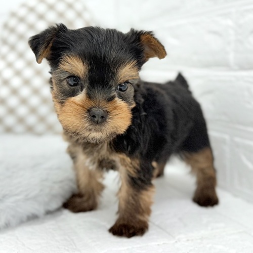 愛知県のヨークシャーテリア (犬の家＆猫の里豊川インター店/2025年10月25日生まれ/男の子/スチールブルータン)の子犬の3枚目の画像